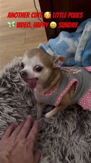 Another cute 🥰 little Pixies 🧚 video. Happy 😄 Sunday.