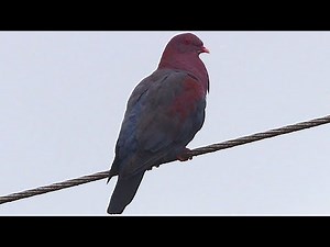 Red-billed Pigeon - A beautifully colored pigeon with hues of gray and maroon along with red eyes!