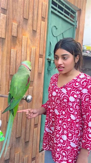 🦜तोता होशियार🥰#video #parrot #training ❤️#parrots #video #dosti #video #pigeon ❤️#dosti #training