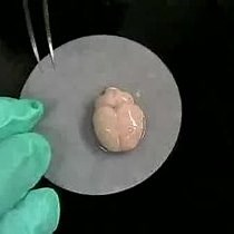 Video: Methods for Patch Clamp Capacitance Recordings from the Calyx