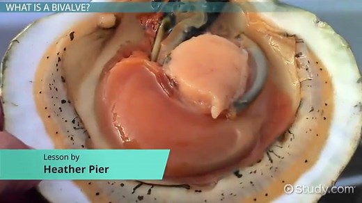 Bivalve | Definition, Examples & Characteristics