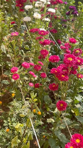 Multiple Beauty Aster Flowers || Home Gardening | #flowers #trendingshorts #youtubeshorts #shorts