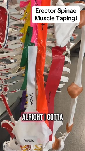 Professor Klein Anatomy on Instagram: "Erector Spinae Muscles TAPED on a skeleton for your optimal learning experience! Muscles are meant to be seen in their entirety and able to move the skeleton! See that here. #anatomy #muscles #ohiouniversity #stem #physical therapy #physio #physiotherapy #anatomyandphysiology #back #backpain #backmuscles #professorkleinanatomy"