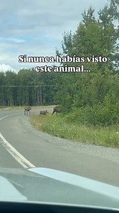 Alce #alaska #moose | Yettsa en Alaska