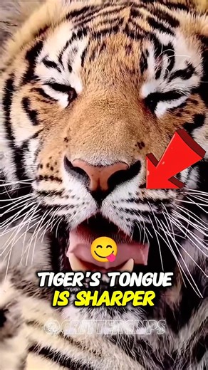 WHY TIGER HAVE SHARP TEETH? 🐅🐅 #animals #animalshorts #tigers