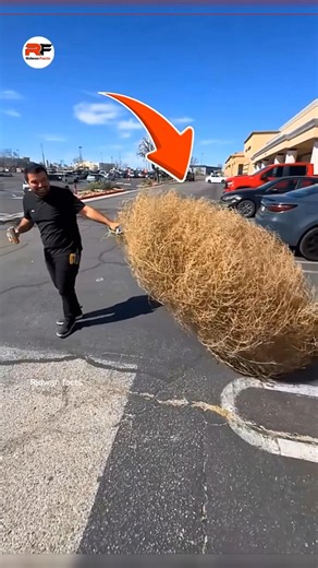 🌪️ Why Americans Hate This Rolling Plant 🌿