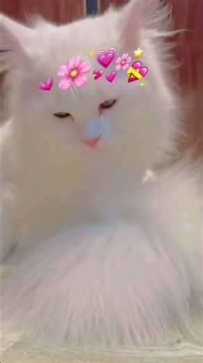 🌸💕 #viralshort #dhaka #cake #shortsviral #persiancat #catshorts #catlove #cat #foryou #persian #like