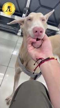 Hermosa Dóberman Albino viajando a Nicaragua 🇳🇮✈️🌎🐾