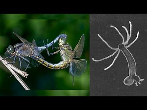 Animal Form and Function: Reproduction