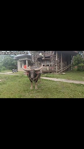 Kandari Matua { 👀↔️👍↔️🖊️ } #TedongSilaga #Culture #Customs #Tradition #SemuaOrang #Sorotan #Pengikut #JangkauanLuas #fyp #reels #fbpro #Adat_Budaya_Tradisi_Toraja | SullTand La'bo