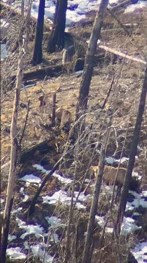 Good times chasing late season Bulls #archery #elk #hunting