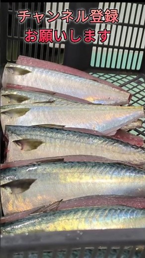 サバの2枚おろし。塩焼き・煮付ならこれが正解。魚屋歴20年以上の実演。#サバ #2枚おろし #魚の捌き方 #魚屋 #shorts #new #fish #howto #おすすめ #簡単 #料理