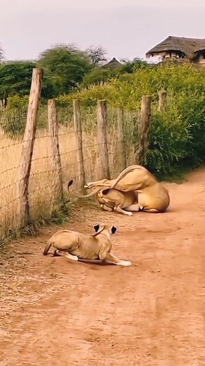 Lioness attack on lion to save cubs 😱 ______________________lioness _lioncubs _lionessvslioncubs _wildatlanticway _wildanimals _wildlifeonearth _wildlife#trending #fypviralシfyp #reels2024 #short #shorts #short #shortst #reelsviral #reelsinstagram #reel | Belga