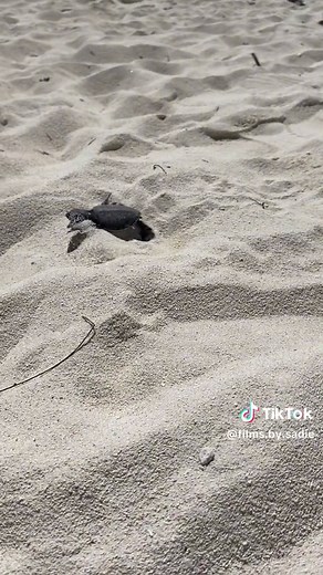 Adorable Baby Turtles Hatching and Exploring the Beach