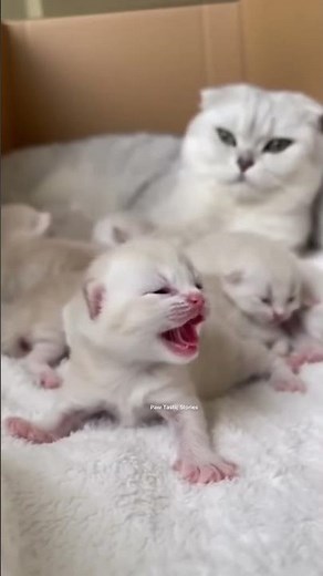 gatitos bebes llorando #gatitosdivertidos #gatitosllorando