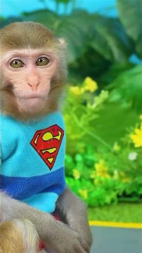 Funny monkey videos #funny #fun #monkeyfunny #funnyvideos #babyfunny