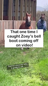 450K views · 4.7K reactions | That one time I caught Zoey pulling her bell boot off on video.  Anyone want to sponsor Zoey’s bell boot habit??? Also, for everyone who is going to ask, they are wearing grazing muzzles. Yes, they can still eat and drink with them on. They just decrease their grass intake to reduce risk of founder and obesity due to richness of grass in my area. #horses #horsetack #horsesrunning | Double Z Farm | Facebook