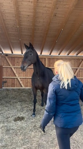 Jessica von Bredow-Werndl on Instagram: "Dalera’s Diaries ♥️ Was denkt ihr, wird es ein Hengst - oder ein Stutfohlen?"