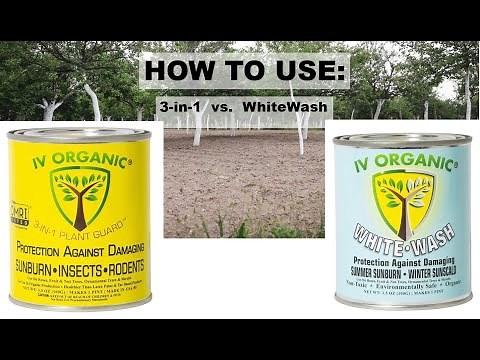 How To Use IV Organic: 3-in-1 & White Wash Products