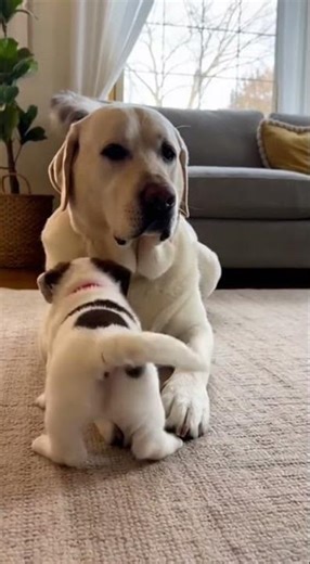 Big Dog Stops Hyper Puppy With One Paw—Comedy Gold