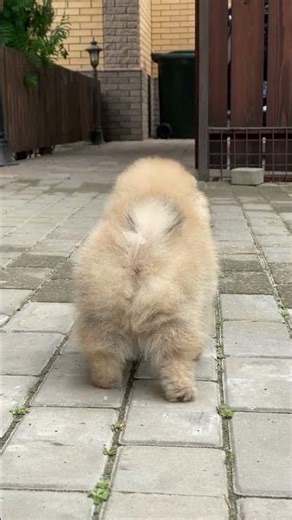 Adorable Little Puppy – Too Cute to Handle! 🐶