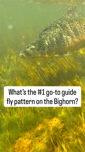 Sow Bugs! These freshwater crustaceans are a year-round food source for Bighorn trout and one of the primary reasons our trout are so healthy. These bugs are high in protein and abundant within the Bighorn. There are very few days of nymph fishing the Bighorn that a sow bug pattern isn’t the point fly on our rigs. We carry a TON of these patterns in our boat bags in sizes that range from 20 to 12, sometimes as large as 10! Here’s our top 3 sow bug imitations: 1. Lance Egan’s Tailwater Sow Bug 2.