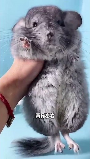 Adult Chinchilla Is About This Big #Pets #Chinchilla #Pets At Home @Dou+ Assistant