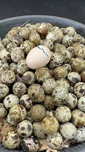 1.2M views · 6.1K reactions | Perfect Egg Hatching | Baby Bird Bites | Facebook