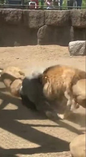 Gorilla Takes on 3 Lions😱😱 A Zoo Savanna Moment #lion #wildlife #wildanimals #gorilla