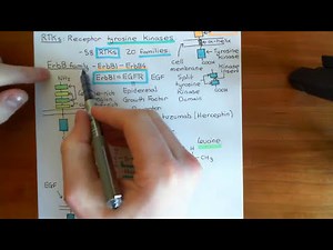 The PI3K / Akt / mTOR Pathway Part 2