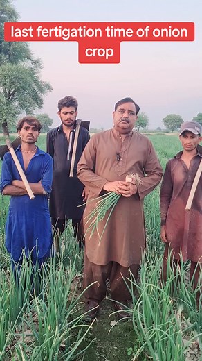 best time to stop fertilizer of onion crop