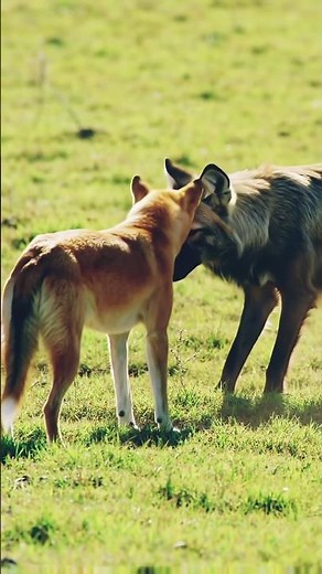 dingo vs maned wolf battle #shortvideo #shortsfeed #animalbattle