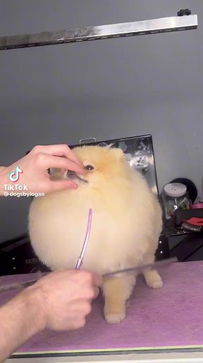 10K views · 599 reactions | Meet the fluffiest Pom Puppy Ever! #pom #pomdoggy #pomeranian #doggrooming #dogsbylogan #mikeyandthedogs | It’s Mike TV | Facebook