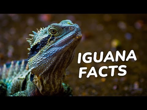 Iguana Facts for Kids : The Surprising Truth About These Lizard Superstars!