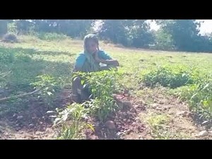 Changing the Way We Farm: Sumitraben's Natural Farming Story
