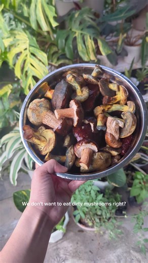 Discover Wild Mushrooms: Hunting Tips and Techniques