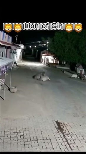 lion encounter cow hunting in village |#lion #gir #asiaticlion #asiaticlions #wildlife #shortsviral