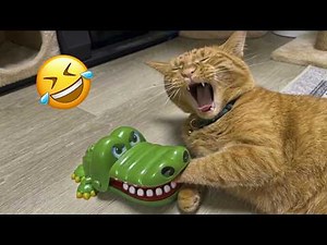 You Laugh You Lose 😹🐶 Funniest Cats and Dogs 2026 🤣 Part 1