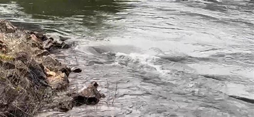 Watch the bird on the left… it’s so cool watching it dive in the water! Sorry it’s blurry…if you watch the whole thing, he jumps in twice… | Jerry Toysrus