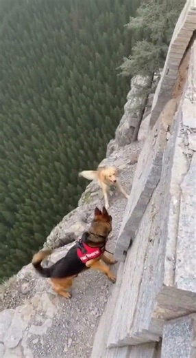 This Dog Is Training to Climb a Mountain 🐕⛰️ | Unbelievable Skills