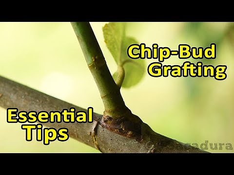 Grafting Fruit Trees | Chip-Bud Grafting - Essential Tips | How to and Update