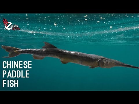 All You Could Know About Chinese Paddle Fish!