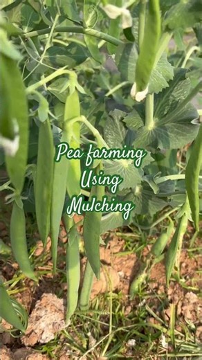 मल्चिंग पर मटर की खेती धनवान बनाती है #agriculture #farm #yt