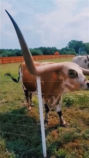 build different 😎💀 #animals #shorts #tranding #fun