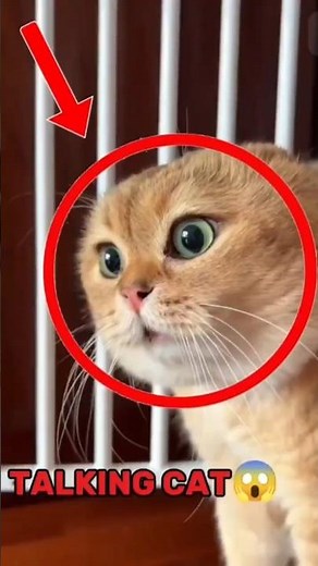 Watch These Cat Sounds Don't Even Sounds Real😱 #cat #shorts