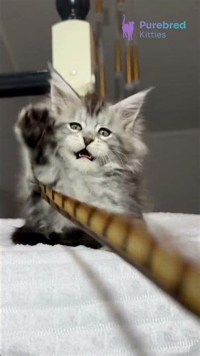 Meet Alex: Maine Coon Kitten | Black Smoke Blotched Tabby Gentle Giant with Green Eyes 🐾💚 #MaineCoon