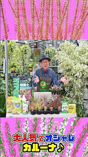 It will change your home drastically♪ Let's try growing the stylish Calluna♪ Perfect for planting...