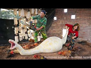 72 Hours of Terror: Giant Albino Python Attacks Chicken Coop – Dramatic Farm Rescue! 😱🐍