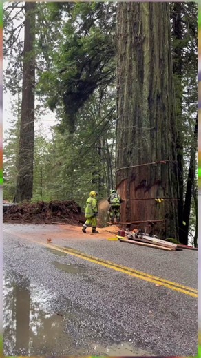Cookie cookie Again 🫶❤️ #longervideo #cookie #bird #compilation #funnyvideos #woodcutting #pets