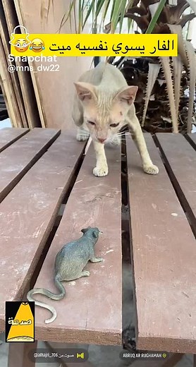 مشعل على TikTok